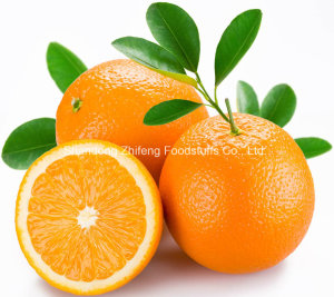 Chinese Fresh Quality Navel Orange